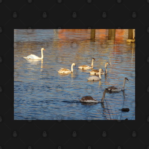 Scottish Photography Series (Vectorized) - Swanning About by MacPean