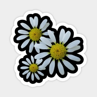 white daisy flower, blooming daisy, blooms, flowery, daisies Magnet