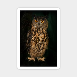 Portrait Of An Eagle Owl Magnet