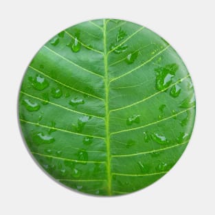 Green banana leaf vein with raindrops Pin