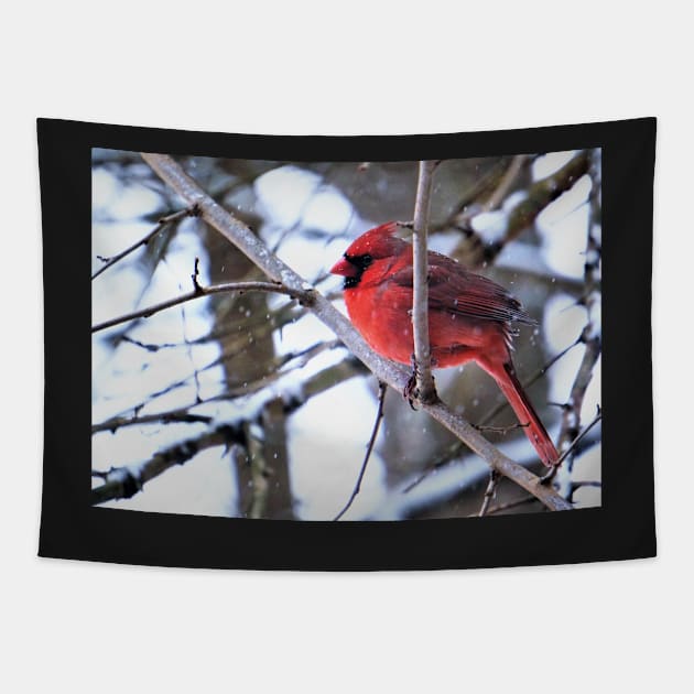 Bright Red Cardinal in the Winter Tapestry by 1Redbublppasswo