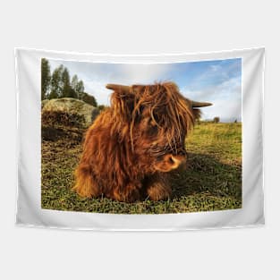 Scottish Highland Cattle Calf 2122 Tapestry