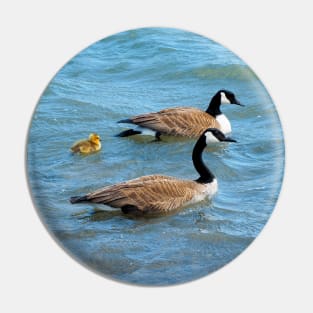 Two Canada Geese Parents Swimming With Their Gosling Pin