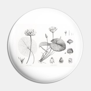 Egyptian lotus and White Egyptian lotus - Botanical Illustration Pin