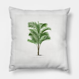 1 Les Palmiers Histoire Pillow