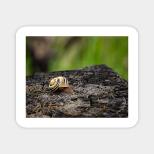 White-lipped Snail Close-up Magnet