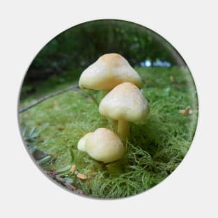 Mushroom Closeup Nature Photography Pacific Northwest Pin