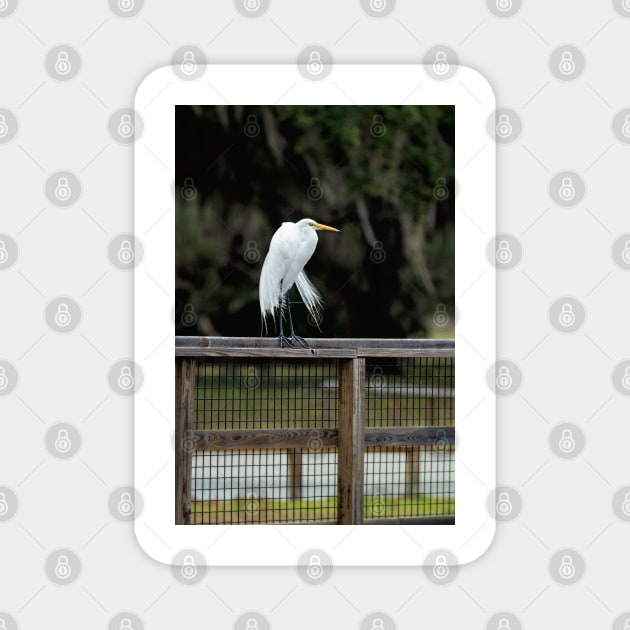 Great Egret, Lake Kissimmee, Florida Magnet by irishmurr