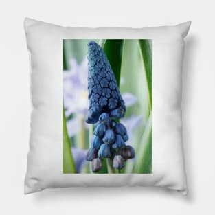 Bellevalia paradoxa  Grape hyacinth  syn.  Muscari paradoxum Pillow