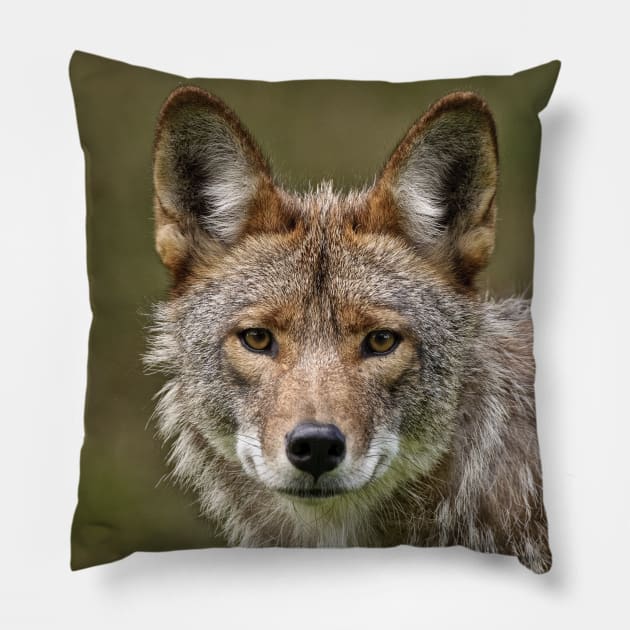 Coyote Pillow by jaydee1400