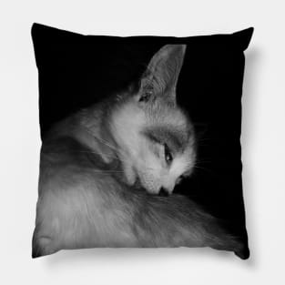 A licking cat in black and white Pillow