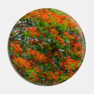 Royal Poinciana Flowering Tree Pin