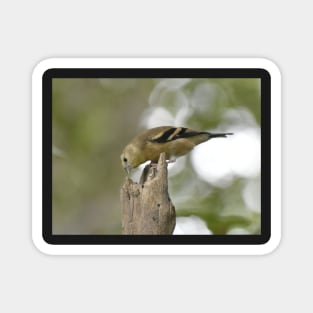 American Goldfinch Fledgling Magnet