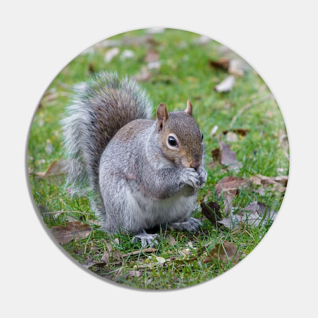 Wild Grey Squirrel Pin by Russell102