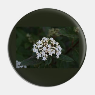 Viburnum tinus flowers and buds Pin