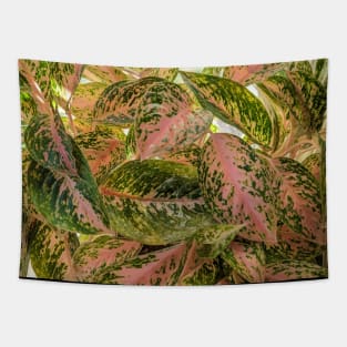 Indoor Jungle - Aglaonema Tapestry