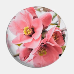 Flowering-Quince Blossom Photograph Pin