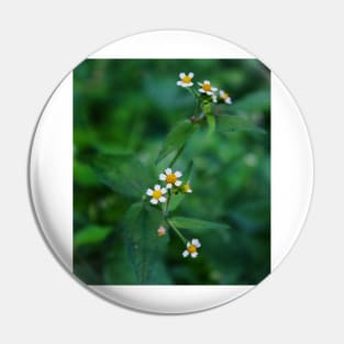 Cute wild daisies Pin