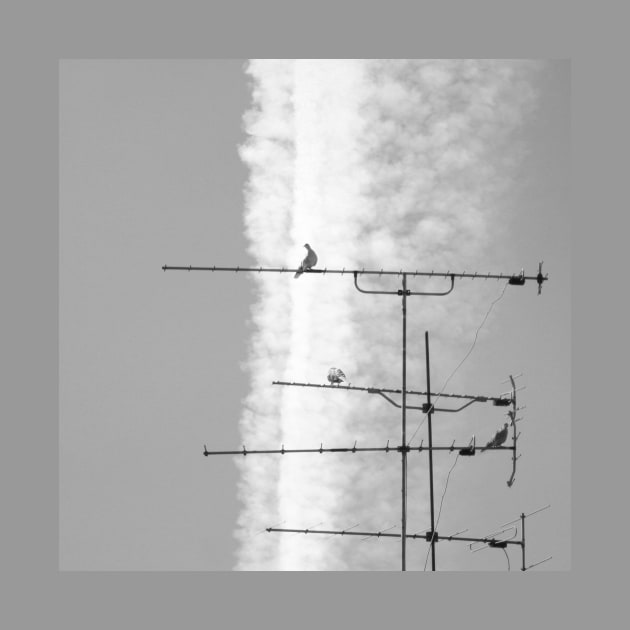 What's on TV? Antenna cloud and pigeons by oknoki