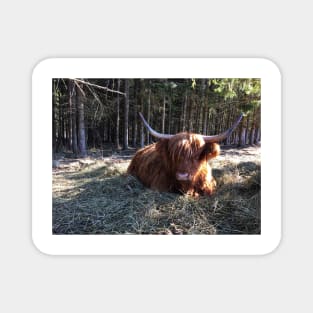 Scottish Highland Cattle Cow 2333 Magnet