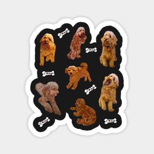 Cavapoo Cavoodle puppy pattern - I love dogs! cute cavalier king charles spaniel Magnet