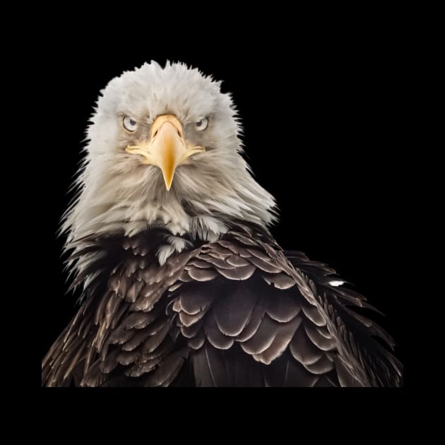 Bald Eagle portrait "mean mug" by Todd Graven Photography 