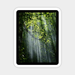 Deep forest with green leaves Magnet