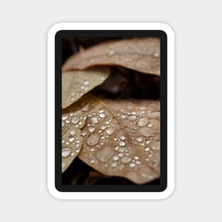 Fall rain drops Magnet