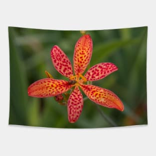 Blackberry Lily Red Orange Yellow Flower with Raindrops Tapestry