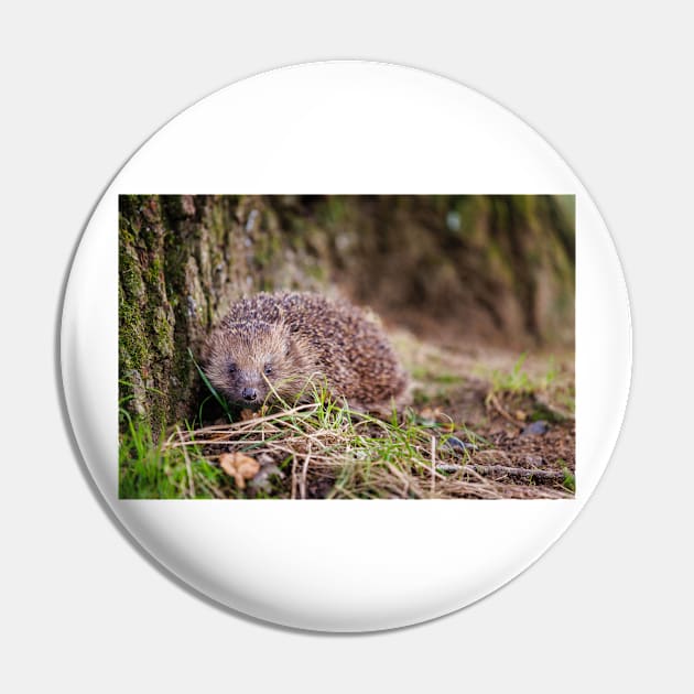 European Hedgehog Pin by GrahamPrentice