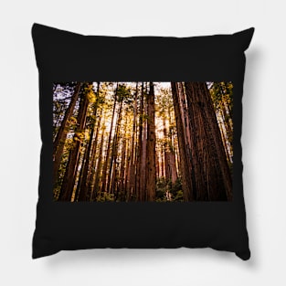 Sunshine shining through redwoods Pillow