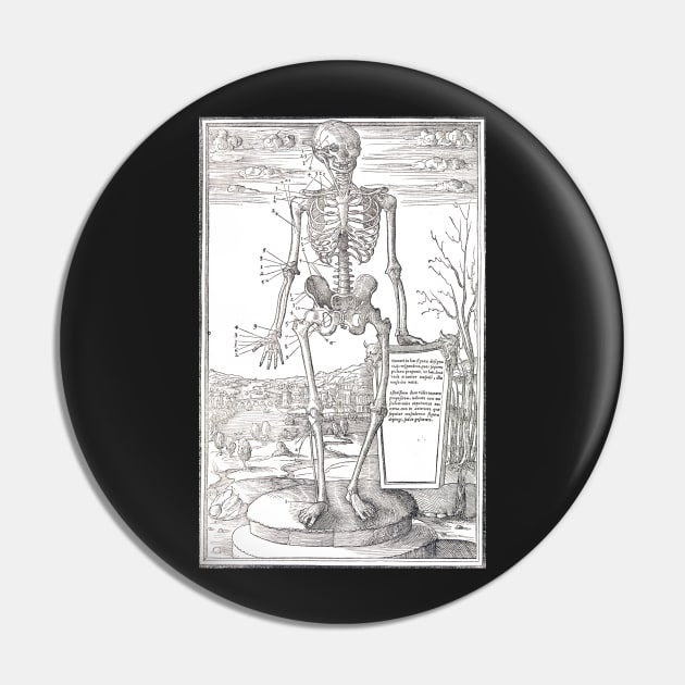 Anatomical skeleton illustration from De dissectione partium corporis humani libri tres published circa 1545 (Cleaned to remove bleed thru text) Pin by artfromthepast