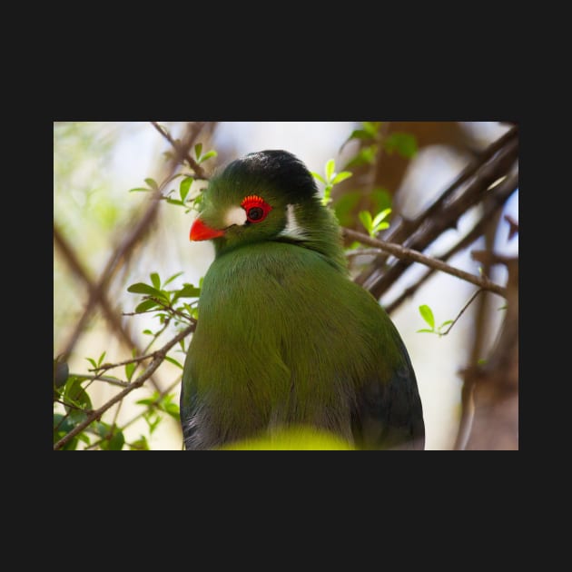 Turaco by Jacquelie