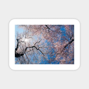 Low Angle View Of Cherry Blossom Trees Magnet