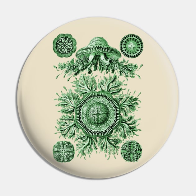 Ernst Haeckel Discomedusae Jellyfish Plate 28 Green Pin by Scientistudio