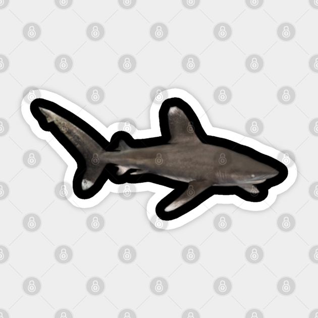 Oceanic Whitetip Shark Aquamarine Marine Life Water Sea Ocean Sharks Family Sea Creatures - Shark - Sticker