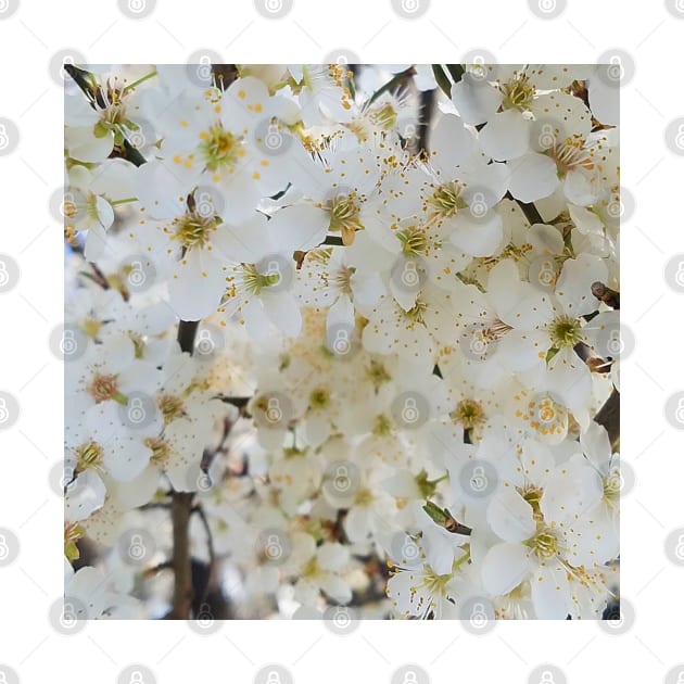 White Plum Blossom Background by DesignMore21