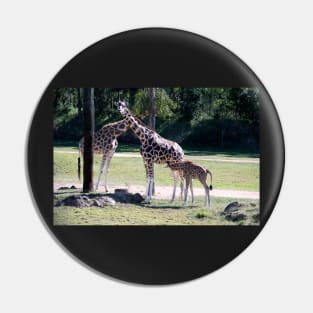 Giraffe, Mother and new born. Pin