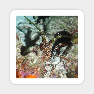 Spotted Spiny Lobster Magnet