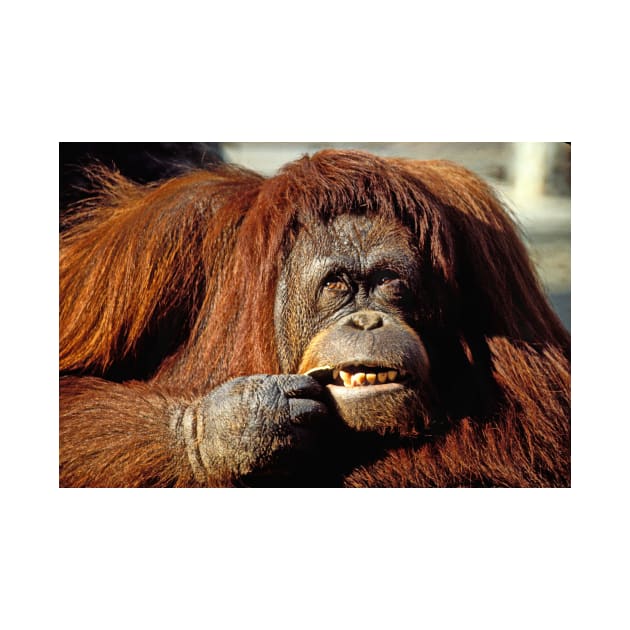 Orangutan by photogarry