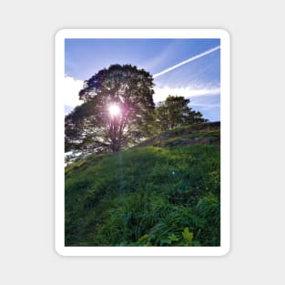 Sun Through a Tree Magnet