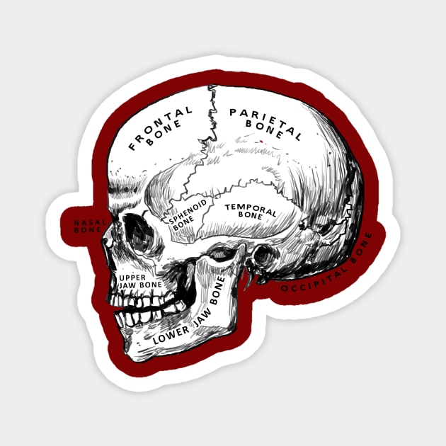 skull - anatomy Magnet by medicalcortexx