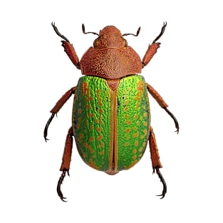 Genus Chrysina Jewel Scarab T-Shirt