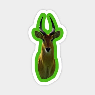 Antelope An Animal Portrait Magnet