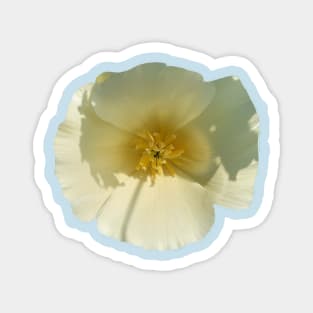 White Poppy 2 Magnet