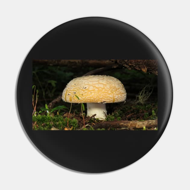 June Amanita Pin by SDym Photography