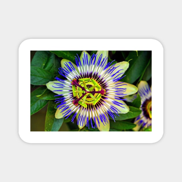 Passion Flower Summer Flowering Plant Magnet by AndyEvansPhotos