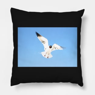 Floridian Gull Pillow