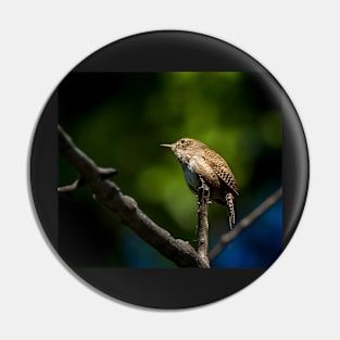 House Wren Up in a Tree Poster Pin