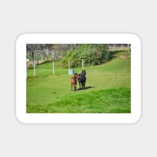 A pair of Ponies, Shetlands of Flamborough Magnet